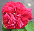 Пеларгония Gladys Evelyn