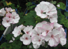 Пеларгония PIcotee Pink