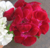 Пеларгония PAC Flower Fairy Velvet