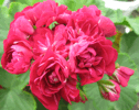 Пеларгония Monseruds Rosen