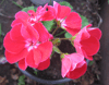 Пеларгония Red White Eye(Toscana Hero )