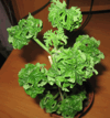 Пеларгония P. graveolens cv Bontrosai