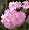 Пеларгония Princess Abigele