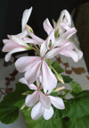 Пеларгония Elnarids Froкen Flora