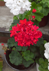 Пеларгония Rose Beauty