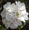 Пеларгония Brixworth Pearl