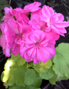 Пеларгония Brookside Rosa