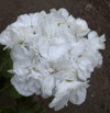 Пеларгония Gardenia