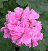 Пеларгония Baby rosebud