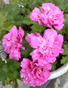 Пеларгония Unicorn zonarctic Rose