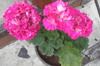 Пеларгония Brookside Katerina
