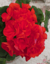 Пеларгония Ainsdale Duke