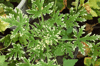 Пеларгония Fragrant Frosty