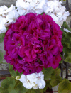 Пеларгония Fée Cerise Polina