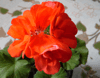 Пеларгония Sunrise Mandarin