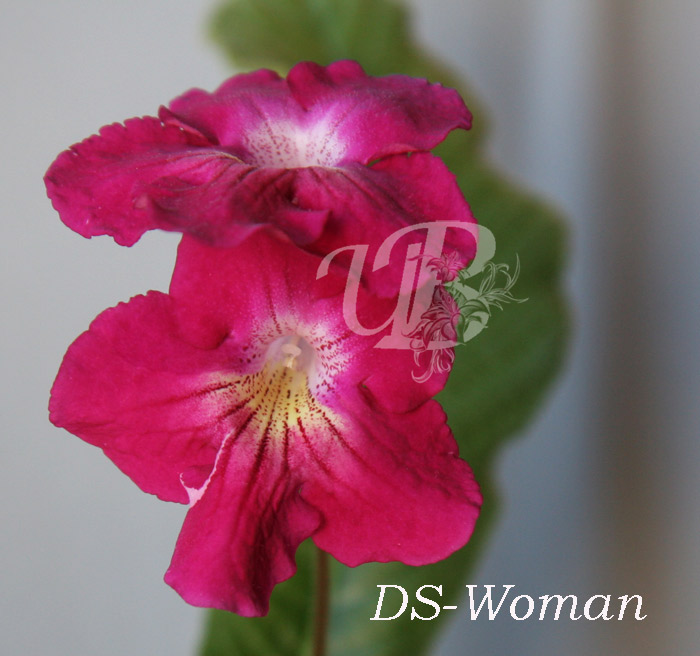  DS-Woman 