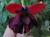 Фуксия Blacky