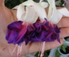 Фуксия Deep Purple