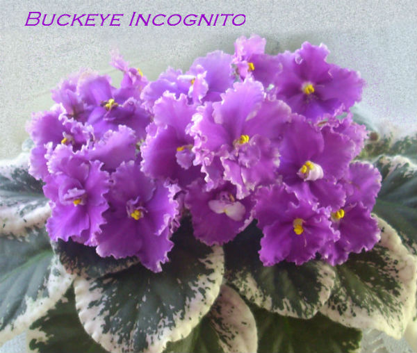  Buckeye Incognito 