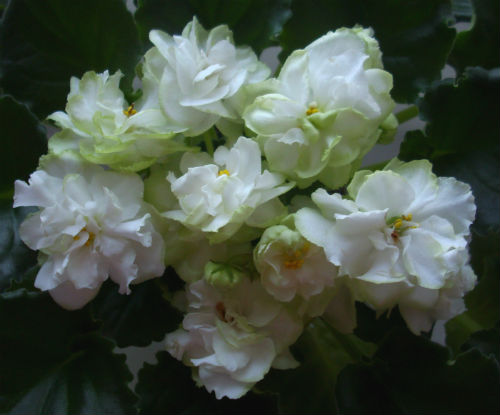 Фиалка Spring Фото