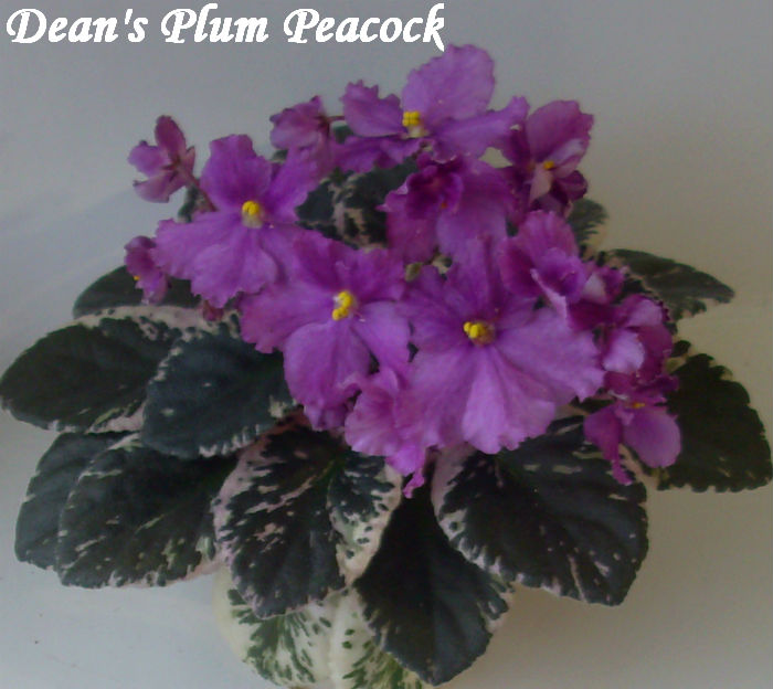  Dean's Plum Peacock 