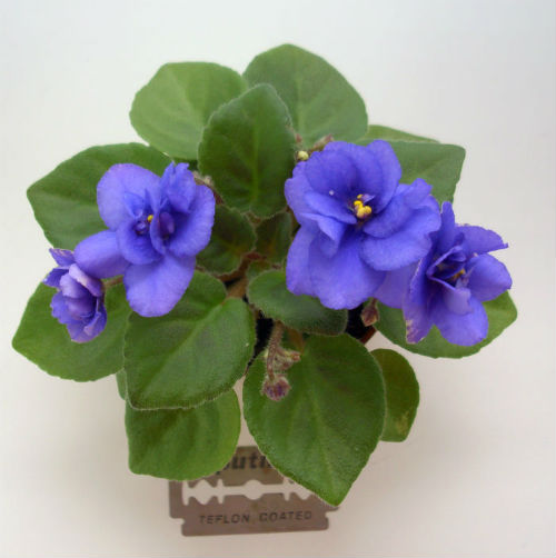  Rob's Voodoo Blue 