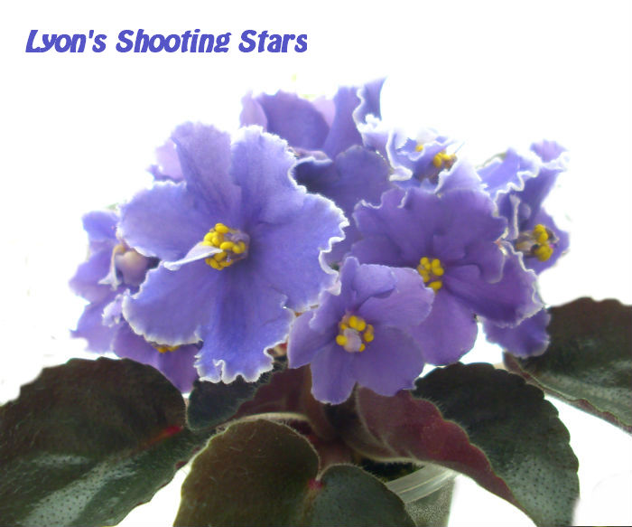  Lyon's Shooting Stars 