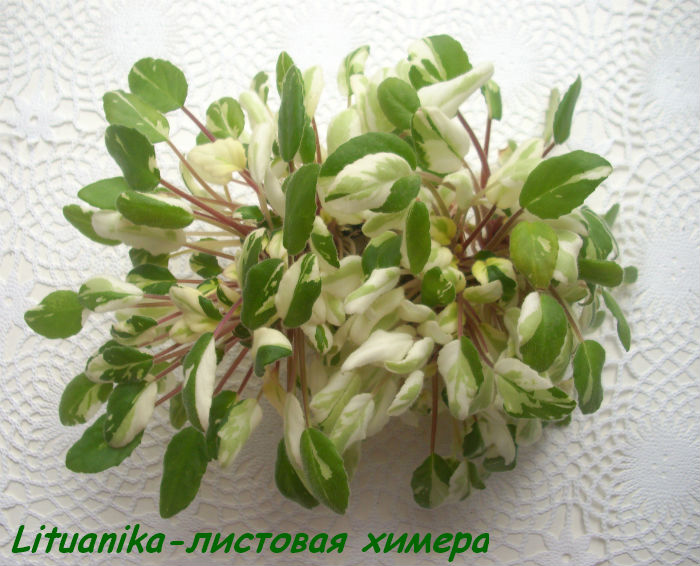  Lituanika-  