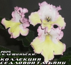Стрептокарпус 7025