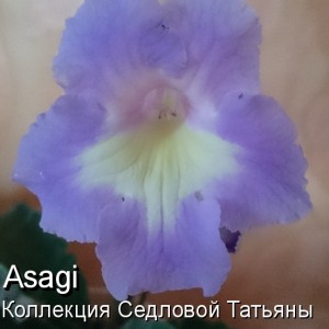 Стрептокарпус Asagi