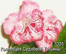 Стрептокарпус 7035