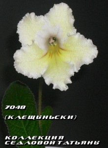 Стрептокарпус 7048