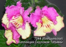 Стрептокарпус 7044