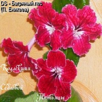 Стрептокарпус DS - Багряный лес