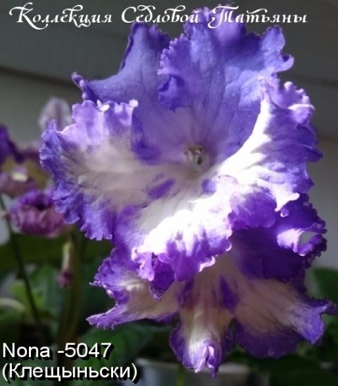  Nona -5047 