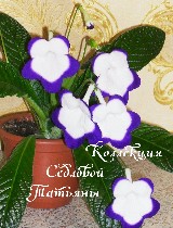 Стрептокарпус Rulka