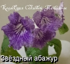 Стрептокарпус Звёздный абажур