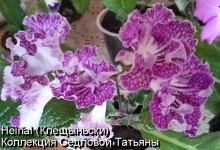 Стрептокарпус Heinal