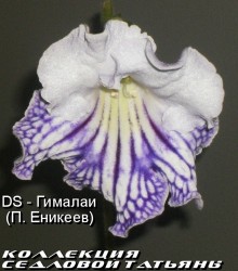 Стрептокарпус DS - Гималаи