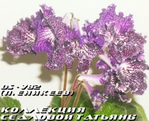 Стрептокарпус DS - 782