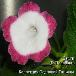 Стрептокарпус Saturn