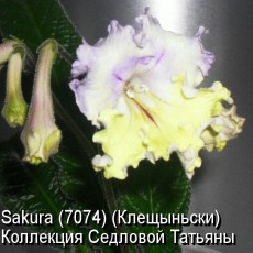 Стрептокарпус Sakura (7074)