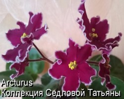 Фиалка Arcturus