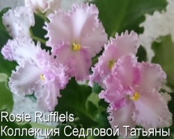 Фиалка Rosie Rufflels