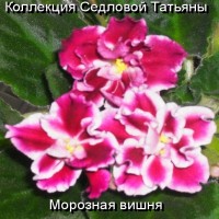 Фиалка Морозная Вишня