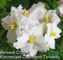 Фиалка Вечный страж