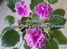 Фиалка ЛЕ- Фламенко