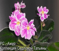 Фиалка РС - Ажур