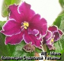 Фиалка ЛЕ - Мачо