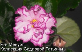 Фиалка Ян- Менуэт